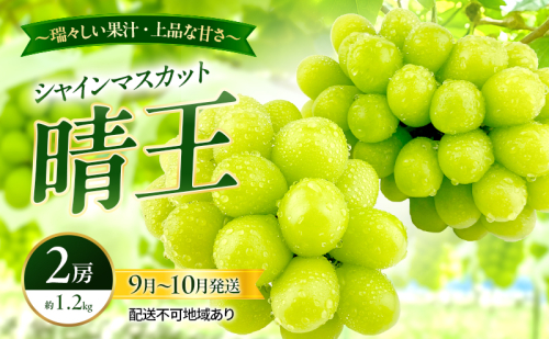 ぶどう 2026年 先行予約 シャインマスカット 晴王 2房 約1.2kg 9月～10月発送 岡山県産 種無し 皮ごと食べる みずみずしい 甘い 瀬戸内 晴れの国 おかやま 果物大国 満天フルーツ
