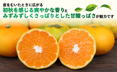 訳あり 極早生みかん 9kg 河野農園 温州みかん 温州 B010-147002