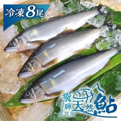 ふるさと納税 白川村 白川村産 飛騨庄川の天然鮎 8尾 [S511_8bi]