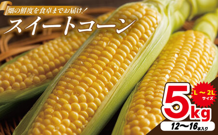 先行予約 サニーショコラライラ 5kg トウモロコシ とうもろこし とうもろこし とうもろこし