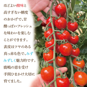 【ミニトマト】 先行予約 約3kg サンチェリーピュアプラス ミニトマト