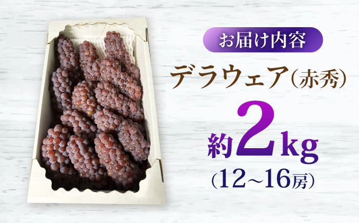 【先行予約】【8月上旬から8月中旬に順次発送】 ぶどう デラウェア 2kg（12から16房） 赤秀 露地栽培 ブドウ 果物 くだもの フルーツ ぶどう 葡萄 三次市/西田ぶどう園 [APCM010]
