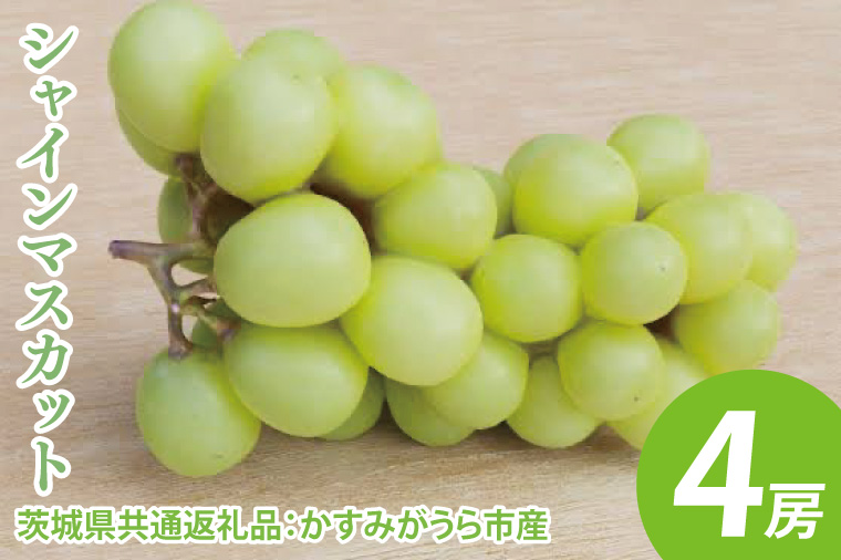 シャインマスカット 4房（茨城県共通返礼品：かすみがうら市産）　※2024年8月初旬～2025年1月下旬頃に順次発送予定（CD024）
