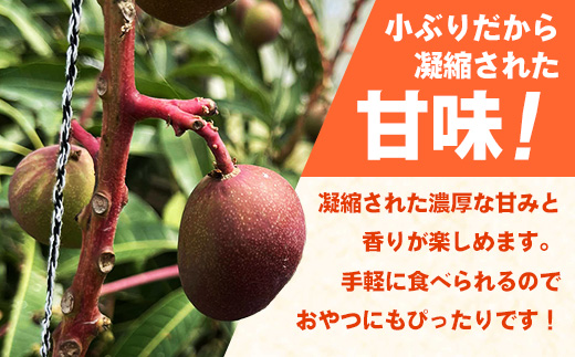 【2025年発送】宇地原農園の沖縄県産 ミニマンゴー 約1.3kg - 不揃い ミニサイズ 沖縄 マンゴー 甘い 凝縮 美味しい ジューシー 国産 沖縄県 八重瀬町