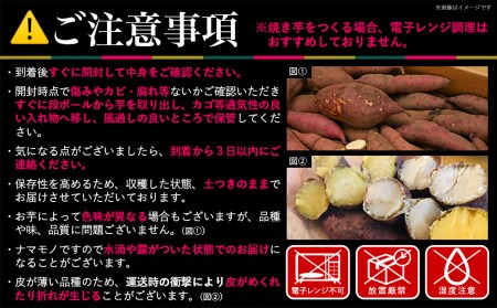 島津甘藷　熟成紅はるか 10kg(2L～M)_AA-A701_(都城市) 島津甘藷 紅はるか 10kg サツマイモ 熟成 未選別 2L～M