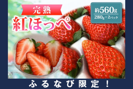 【年内お届け】紅ほっぺ 約560g  | ふるなび限定いちご FN-Limited-SP 6889●