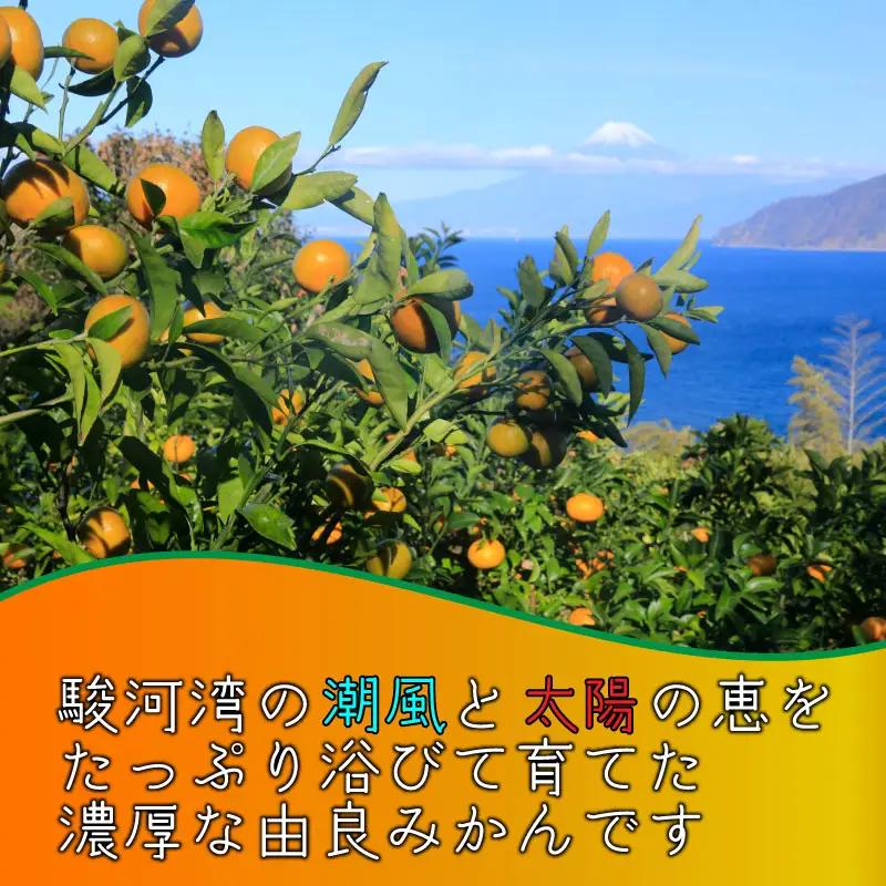 極早生 由良みかん 約 5kg 訳あり みかん