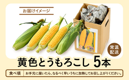 【先行予約】秋とうもろこし 5本 おおもの 黄色 朝採り ／ 期間限定 数量限定 ハウス栽培 産地直送 甘い スイートコーン とうもろこし 野菜 あわら ※2026年10月10日より順次発送 [aw0