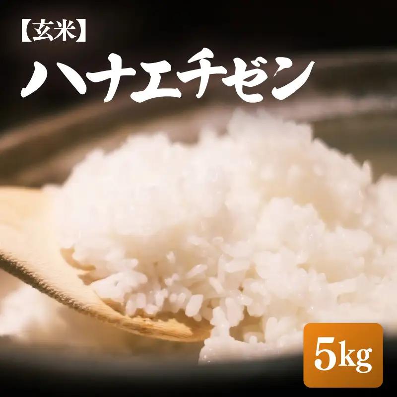 【先行予約】【令和8年産・新米】ハナエチゼン 5kg【玄米】【2026年10月中旬以降順次】 華越前 人気品種  福井県ブランド  [e26-a014_02]