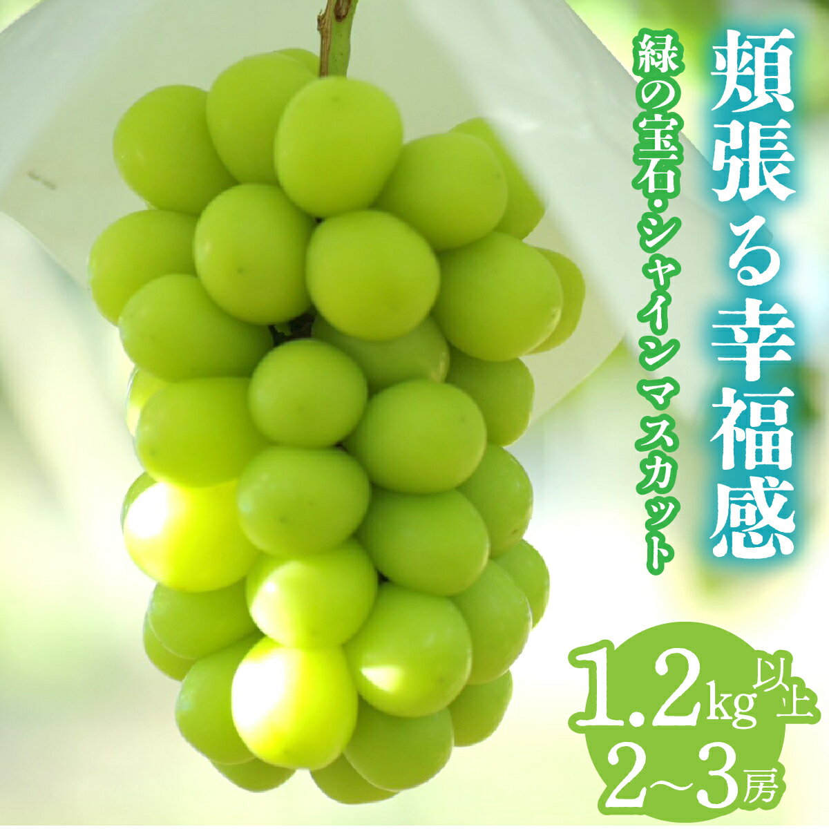 【ふるさと納税】＜2026年発送先行予約＞頬張る幸福感　～ 緑の宝石・シャインマスカット ～　1.2kg以上 2～3房 ALPCV002