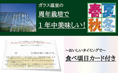 メロン 定期便 3ヶ月 白等級 1玉 フルーツ 果物 メロン