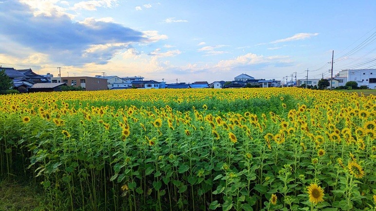 琴浦町役場前に咲く１０万本のひまわり（２０２５年）
満開の時期には訪れる人が絶えません。