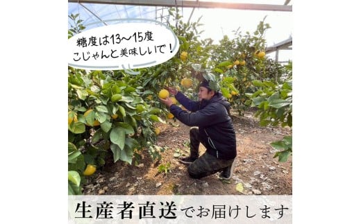 【先行予約】厳選 温室土佐文旦  大玉 2玉 〈贈答用木箱入り〉約600g×2個〈2026年12月上旬から発送〉 /ぶんたん ブンタン フルーツ 柑橘 みかん 果物 くだもの 土佐文旦の藤岡 旬 プレ