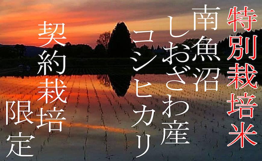 【令和7年産】【定期配送4Kg×3ヶ月】特別栽培 生産者限定  南魚沼しおざわ産コシヒカリ【2025年10月上旬より順次発送予定】