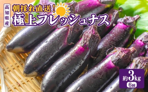 なす 約 3kg 6回定期便 【2025年10月中旬より発送予定】 朝採れ 農家直送 新鮮 旬 野菜 茄子 先行予約 期間限定 季節 料理 ごはん 高知県 極上 フレッシュ 定期配送 おいしい ナス 特産品 地元 農産物 優秀賞 品評会 陽ざし 大地 即梱包 鮮度 衛生的 安心 ツヤ ハリ 天敵農法 自家製肥料 環境制御 栽培 お竜 焼きなす 揚げ浸し 煮びたし カレー パスタ たたき ぽん酢 こたにん農園 安芸市 高知県