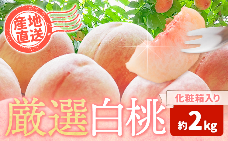 和歌山の厳選白桃【白鳳・清水白桃・川中島白桃 等】化粧箱入り 約2kg 池田鹿蔵農園《2026年7月上旬-8月中旬頃出荷》