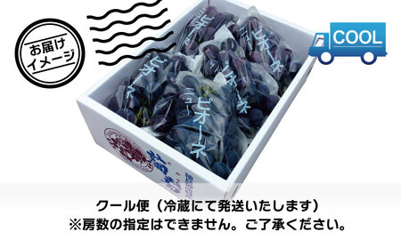 ピオーネ 2kg 《 2025年 8月 下旬 ～ 順次発送 》フルーツ ぶどう ぶどうぶどう
