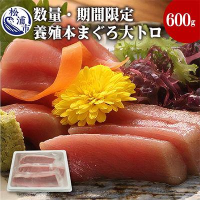 ふるさと納税 松浦市 鷹島産本まぐろ大トロ600g