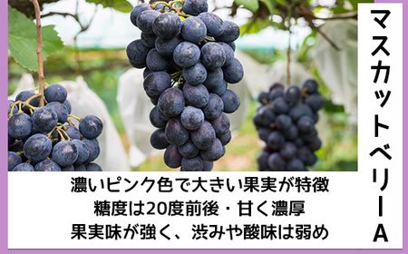 【先行予約】8月下旬発送開始！京都三和・丹波ぶどう＜マスカットベリーA・箱詰＞2kg ぶどう ぶどう ぶどう ぶどう ぶどう