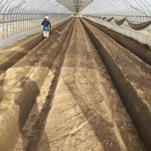 ＜先行予約＞ 鬼怒川の恵みをたっぷり受けた 栃木県上三川（かみのかわ）町産 とちあいか【2パック】 いちご イチゴ 苺 とちあいか ※2026年1月中旬～3月下旬頃に順次発送予定 ※離島への配送不可