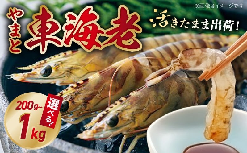 
                  活き車海老「やまと車海老」200g ～ 1kg_S010
                