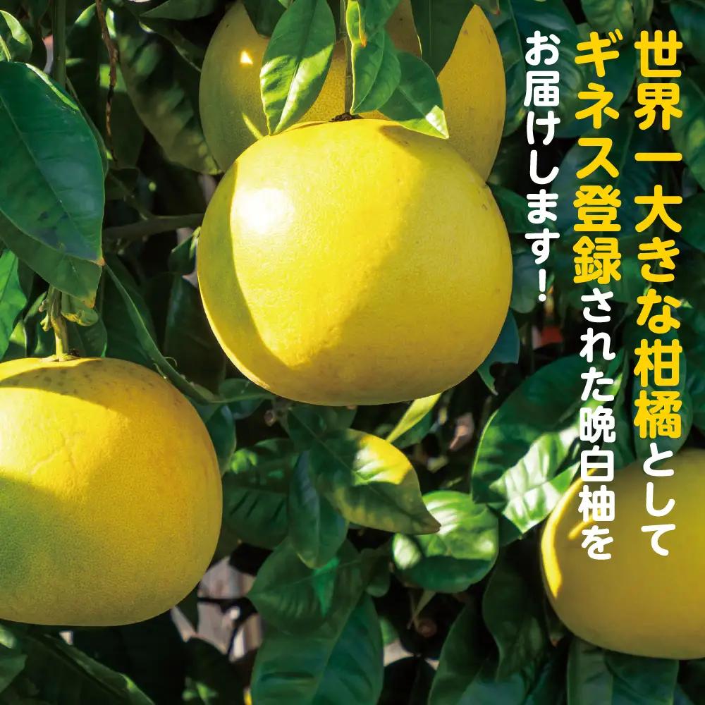 柑橘 【先行予約】熊本県 八代市産　晩白柚　2玉 2Lサイズ 約4kg 【2027年1月上旬より順次発送】 柑橘