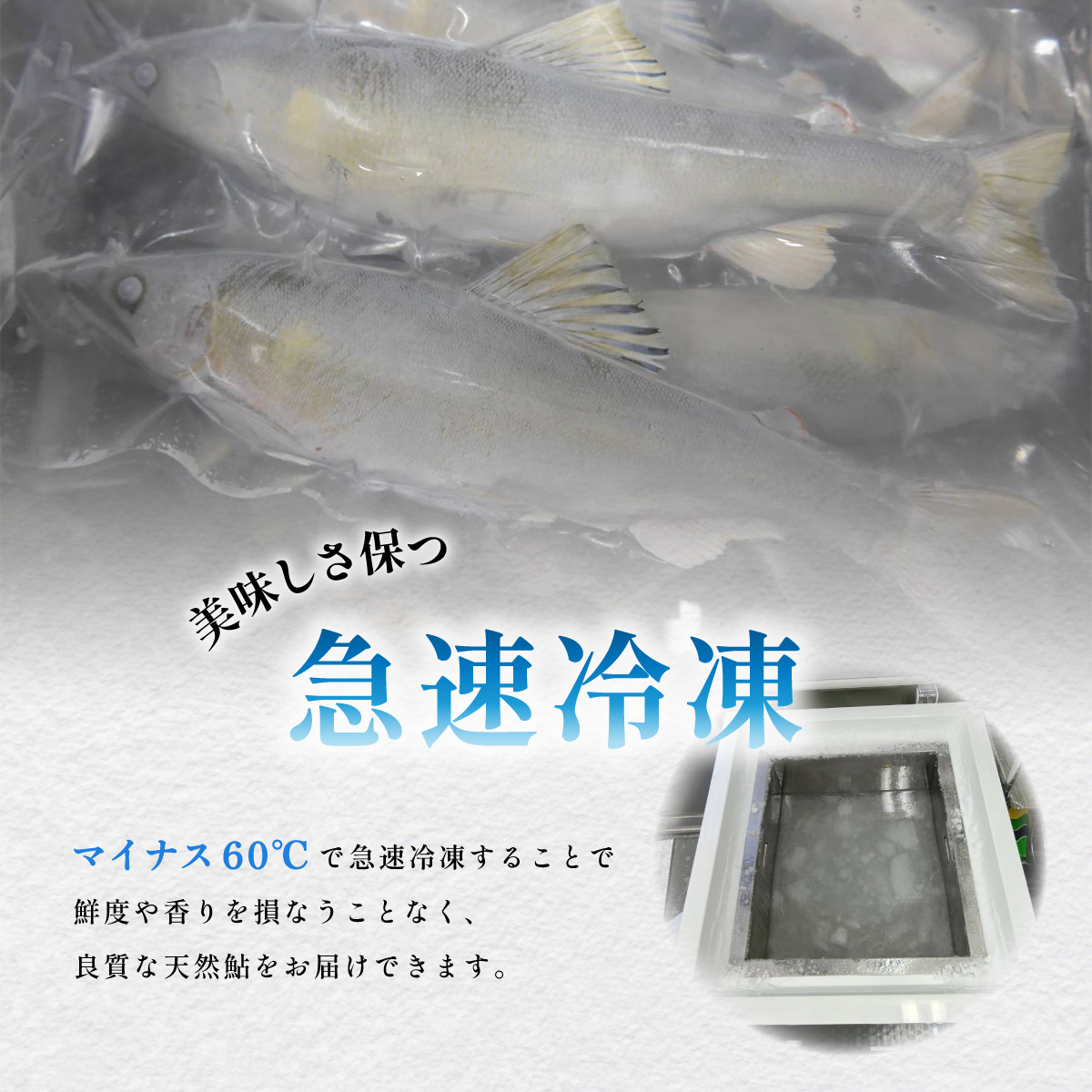 天然波乗り鮎 約1.2kg 大サイズ 20~25cm 8~16尾 鮎 天然 約1.2kg あゆ アユ 天然鮎 清流 海部川 川魚 冷凍
