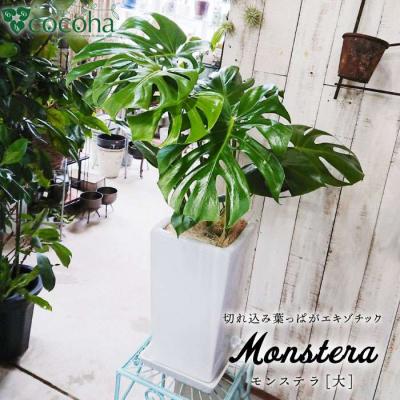 ふるさと納税 糸島市 モンステラ (大) (スクエアポット) cocoha [AWB021] 観葉植物 室内 大きい