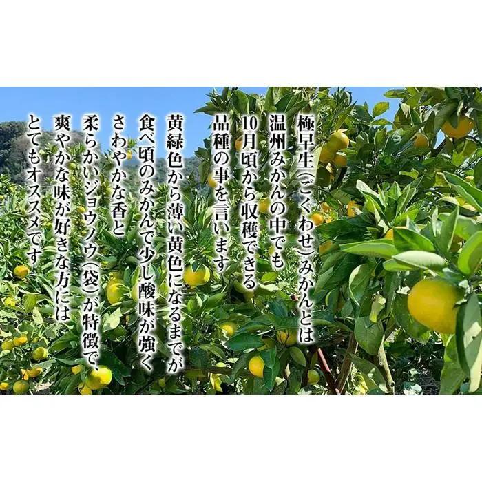 小玉みかん 極早生 箱込 2.5kg (内容量約 2.3kg)3S～Sサイズ混合 秀品 優品 混合 有田みかん 和歌山県産