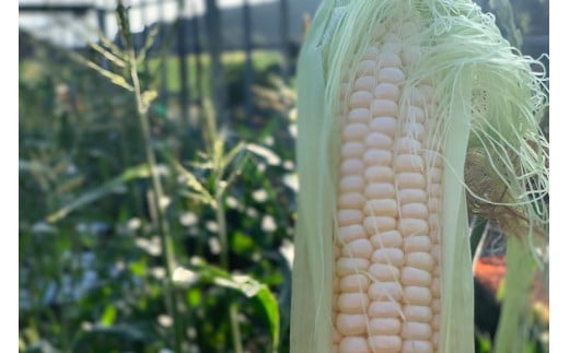 BF112 10月下旬から出荷！「幻の朝どれホワイトコーン！」Mサイズ以上×18本以上【全国的にも珍しい秋季出荷】