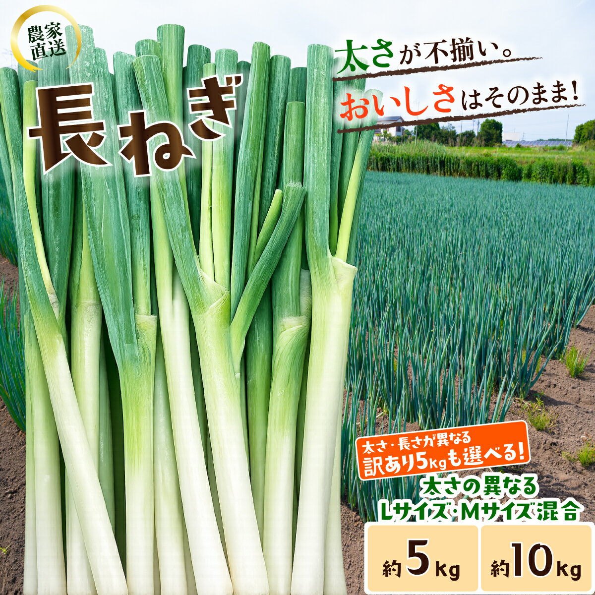 【ふるさと納税】訳あり 長ねぎ《訳あり/正規品・容量が選べる！》訳あり 茨城県産 5kg / 10kg【茨城県 下妻市産 長ねぎ 長ネギ 長葱 白ねぎ 白ネギ 白葱 ねぎ ネギ 葱 野菜 採れたて 旬野菜 季節の野菜 鍋 おすすめ】