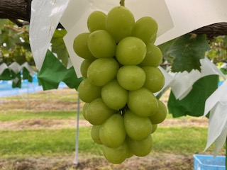 【2026年先行予約】信州伊那産ぶどう２種詰合せセット（約1.5kg）シャインマスカット　雄宝｜ぶどう ぶどう詰合せ 葡萄 セット ぶどう食べ比べ 2種セット シャインマスカット 雄宝 種なし ぶどう