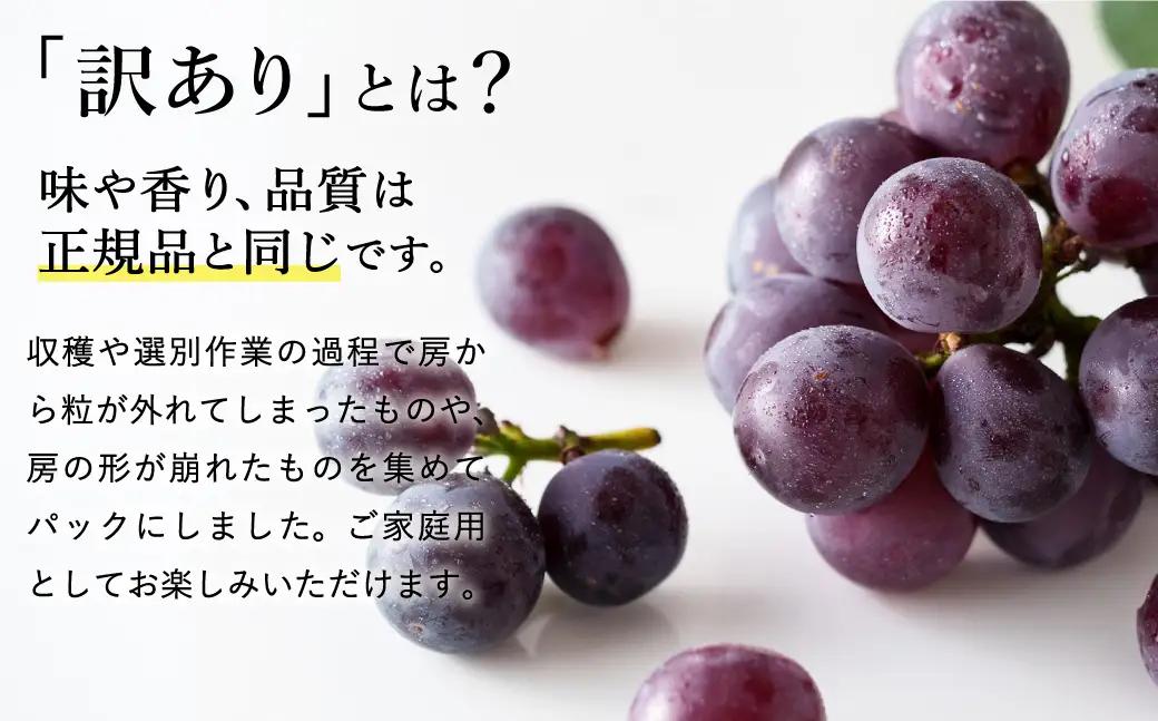 ピオーネ 豊岡ぶどう 訳あり 約300g×4パック【2026年先行予約・数量限定】