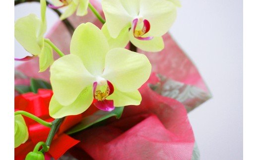 胡蝶蘭　ザルツマン　2本立ち 還暦 お祝い 当選 就任　開業 新築　長生き　母の日　父の日 商売繁盛　記念　お歳暮　お中元 お花 贈り物 プレゼント ギフト こちょうらん