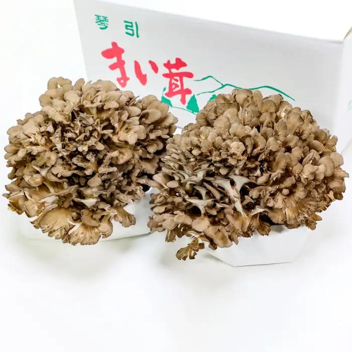 島根県飯南町産 生舞茸セット 約400ｇ×２株【きのこ キノコ 贈答用 ギフト まいたけ】