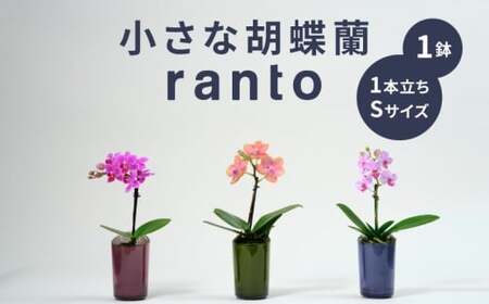 小さな 胡蝶蘭 1本立ち 鉢 付き 1鉢 ranto Sサイズ 【 胡蝶蘭 】