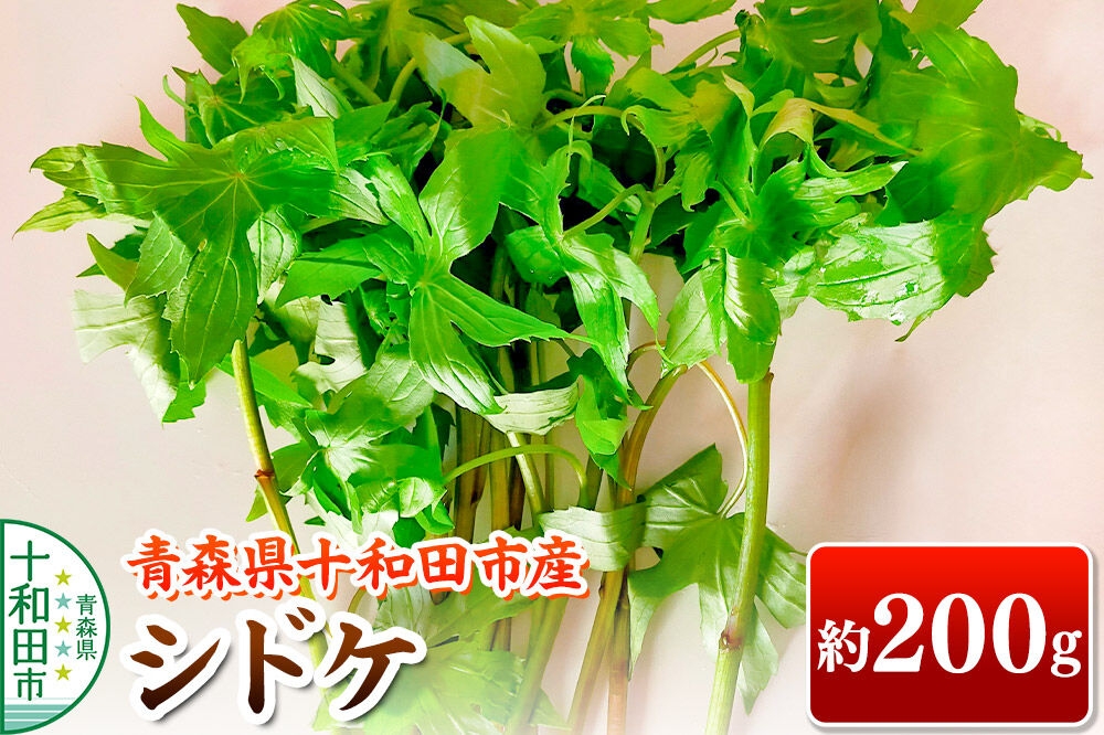 
                  【2027年4月下旬発送・先行受付】山菜 シドケ 約200g 青森県十和田市産 [旬のもの 山菜 春 しどけ もみじがさ モミジガサ]
                