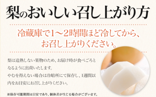 梨 くまもと梨 お試し 1kg 2玉～5玉 秋 旬 なし 幸水 豊水 果物 くだもの フルーツ  送料無料 あきづき 甘太 新高 新興 品種 熊本県産【着日指定不可】《8月下旬-11月中旬頃出荷》旬 