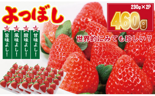 【先行予約】令和9年1月中旬頃出荷開始 佐賀県産いちご「よつぼし」（230g×2パック） イチゴ 苺 いちご よつぼしいちご よつぼし フルーツ 果物 農家直送 しもむら農園 佐賀県 小城市