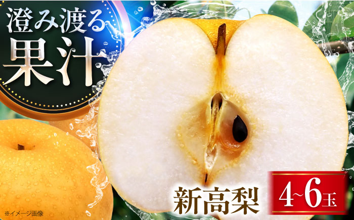 稲田ペアファームの新高梨 （にいたかなし） 4～6玉 〈2026年9月～発送〉 ／ フルーツ 果物 くだもの 食品 人気 おすすめ 梨 なし 新高梨 にいたかなし 和梨 甘い 高糖度 【株式会社内子フレッシュパークからり】 [BKAD026]