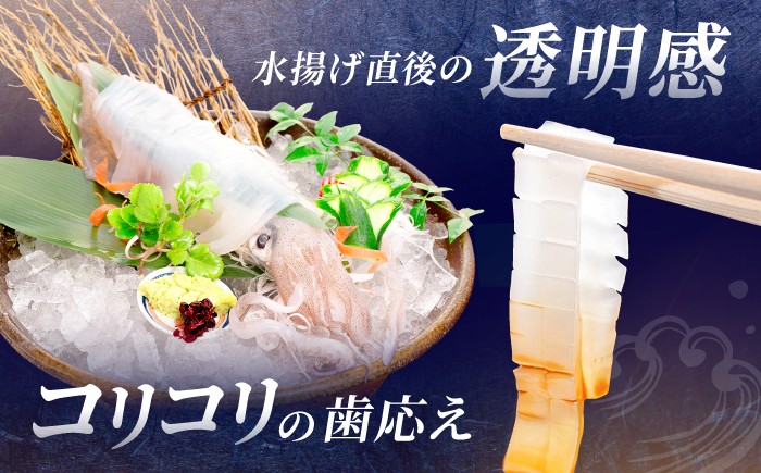 剣先イカ 活造りを呼子CASセンターから直送！