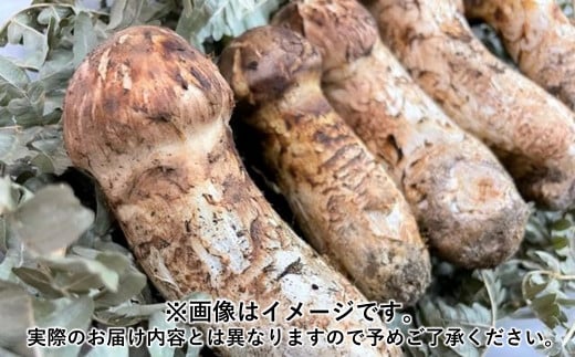 久慈産天然松茸「サイズ、つぼみ、開きおまかせ」300g