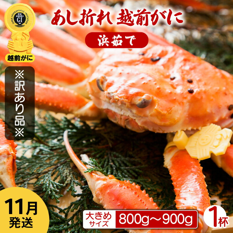 【ふるさと納税】【訳あり】足折れ 越前がに 大きめサイズ × 1杯（800〜900g）地元で喜ばれるゆで加減・塩加減で越前の港から直送！【雄 ズワイガニ ずわいがに 姿 ボイル 冷蔵 福井県】【11月発送分】希望日指定可 備考欄に希望日をご記入ください [e23-x013_11]