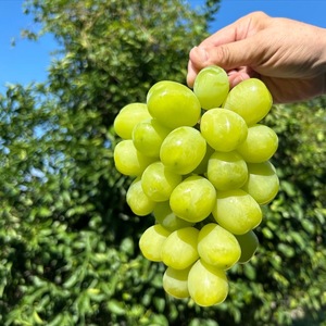 おすすめ感謝セット　マッターホルン+ブーゲンビリア　2房セット