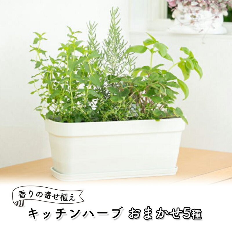 【ふるさと納税】ハーブ キッチンハーブ 5種 フレッシュハーブ 香りの寄せ植え 植物 ガーデニング ガーデン インテリア　朝倉市