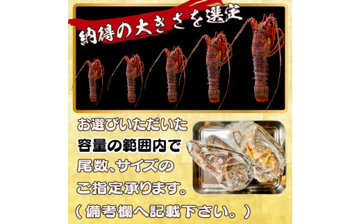 【伊勢海老】 朝どれ天然伊勢海老350～450g 350g~450g(1~3尾)