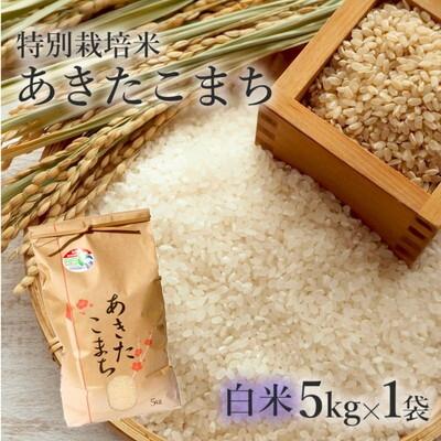 ふるさと納税 能代市 令和7年産 白米 精米 あきたこまち 5kg  特別栽培米[No.5335-0360]