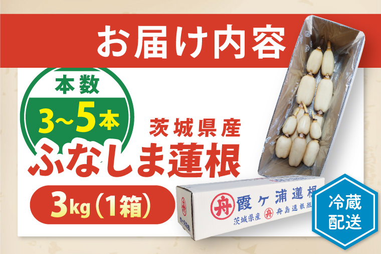 【年末配送】先行予約 れんこん 3kg 特選 ふなしま蓮根 蓮根 レンコン 朝採り 3本 ～ 5本 贈答用 熨斗 お歳暮 希少品種 幻 老舗 朝採れ 産地直送 新鮮 野菜 根菜 【2026年10月より