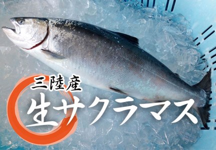＜期間限定＞ 岩手北三陸産 本マス まるごと1尾 約2kg （サクラマス） （真マス） 切身・三枚おろしのご希望も承ります。