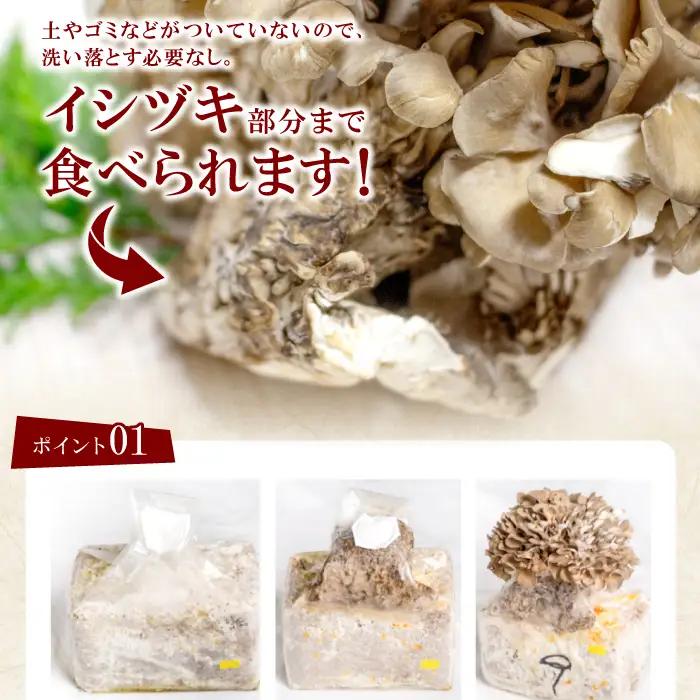 旨味と香りがあふれる奥出雲舞茸4株【舞茸 まいたけ きのこ 野菜 丸ごと 4株 約2kg 国産 無農薬 安全 安心 食物繊維 健康 産地直送 プレゼント ギフト 贈り物】